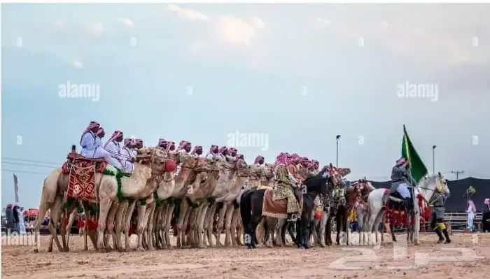 اجار جمال ورحول قلايص راكبي بعير 5