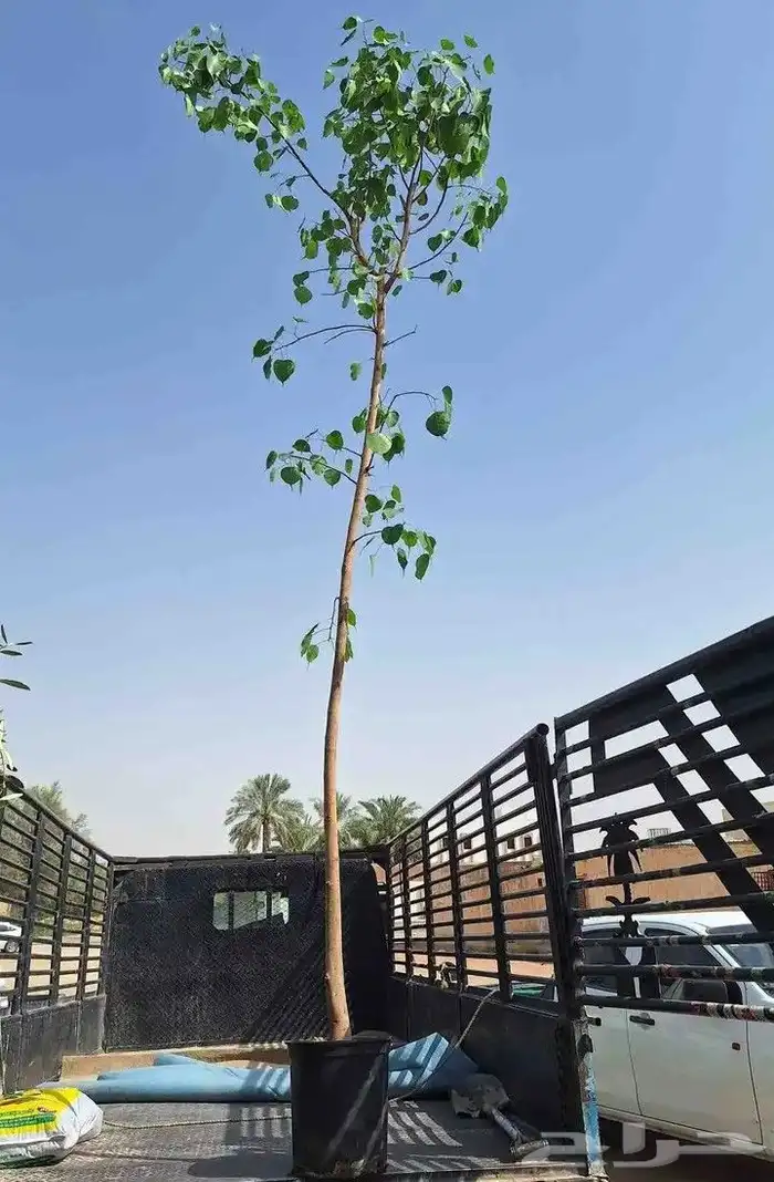 اشجار زينه 2