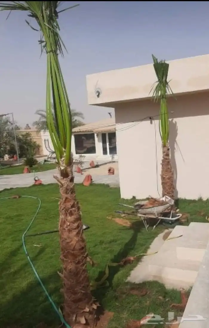 جميع انواع النخيل خلاص صقعي مجدل هلالي خضري صفري 2