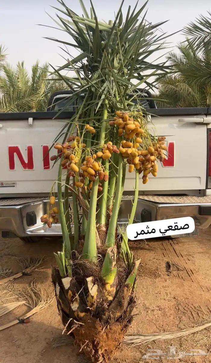 قلع وغرس وتوريد وتكريب النخيل 4