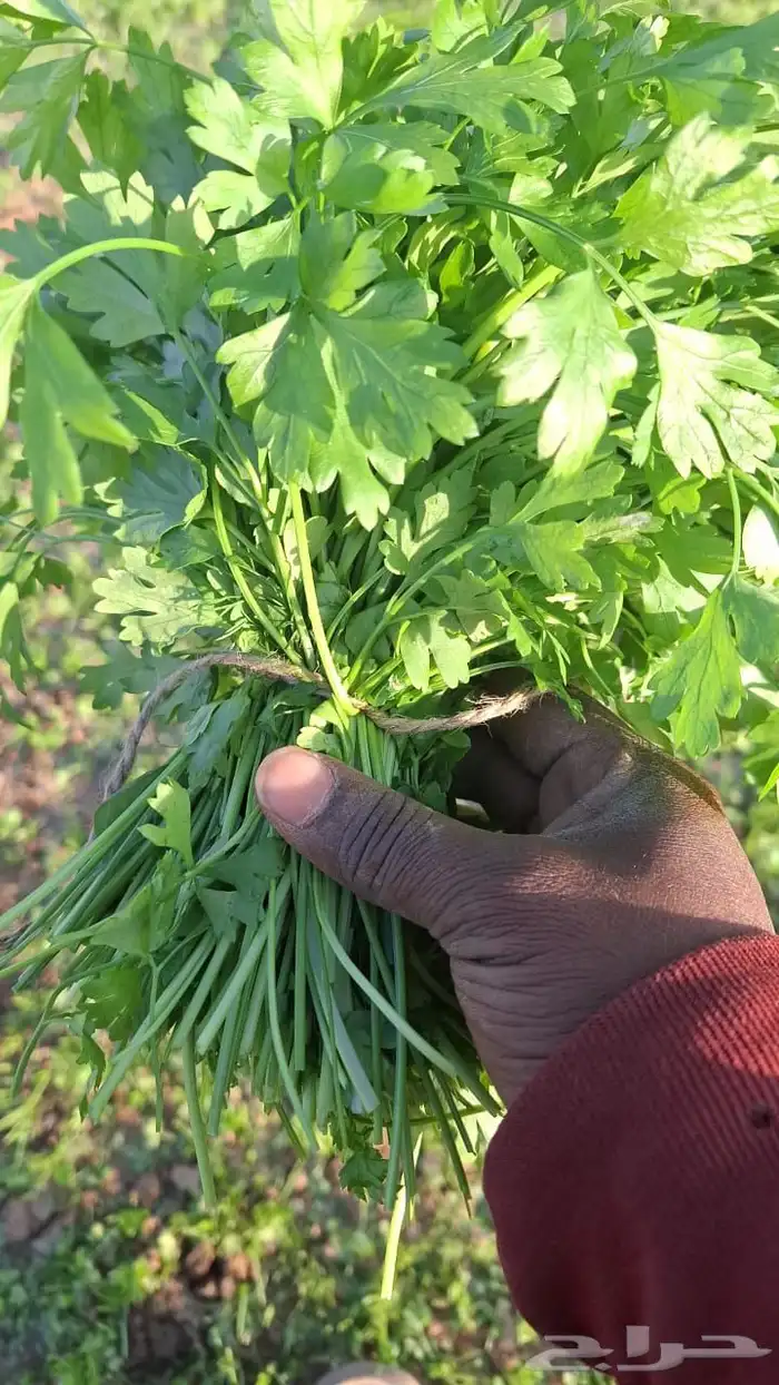 يوجد لدينا جميع انواع الورقيات للتوريد لجمله تواصل 5