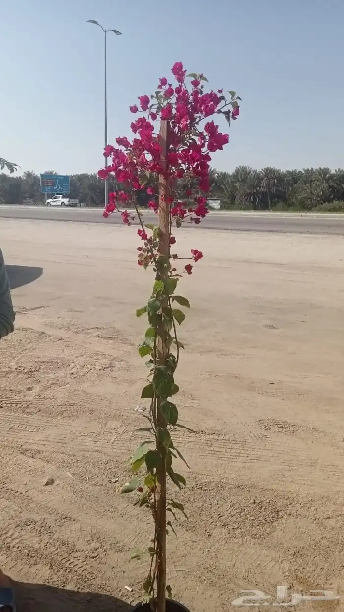 زرع طبيعي شبكه ري نجيله طبيعيه جميع الزيار الفواحه والاشجارc 2