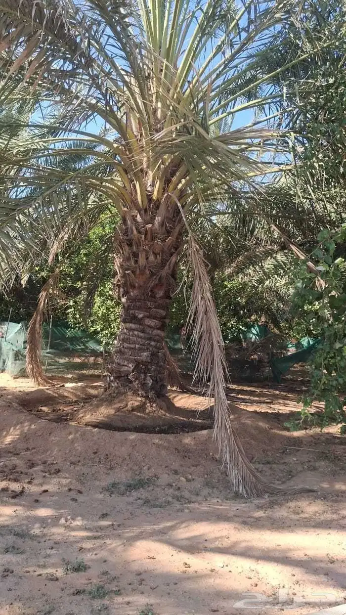 نخل القصيم مراد القصيم 7