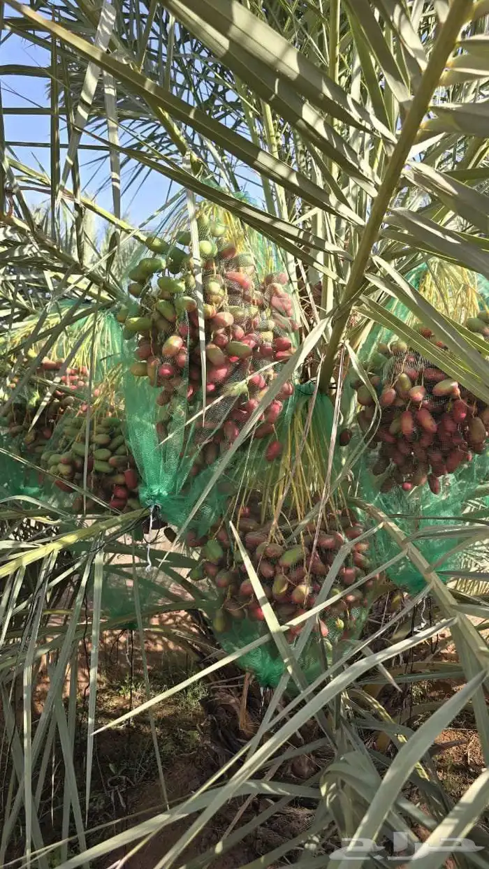 مطلوب ثمرنخل خضري خلاص دخيني تكون حول حوطت سدير تكون كميه 0
