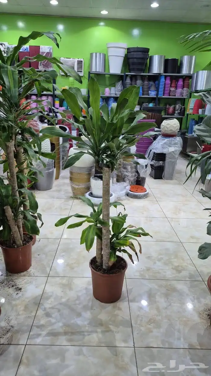 اخر كميه 6