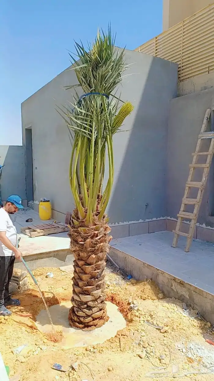 قلع وغرس وتوريد وتكريب النخيل 3