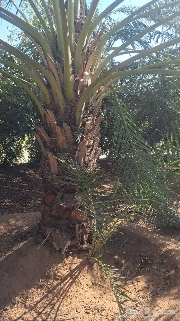 نخل القصيم مراد القصيم 6