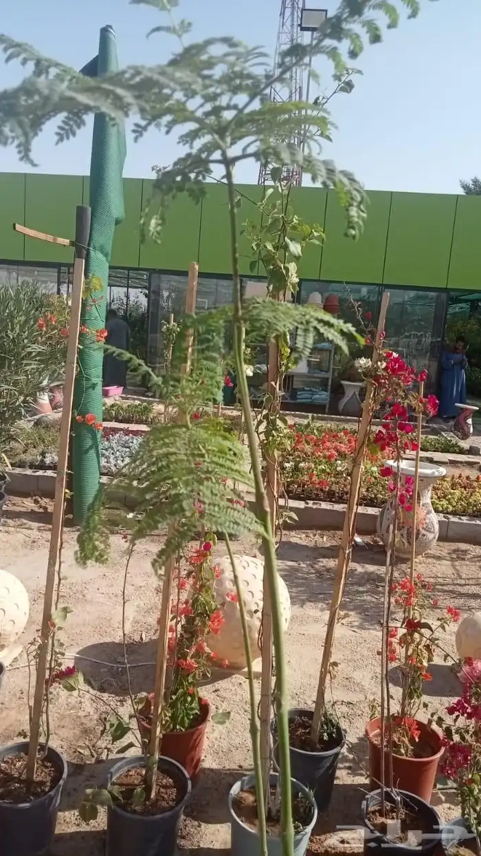 زرع طبيعي شبكه ري نجيله طبيعيه جميع الزيار الفواحه والاشجارc 1