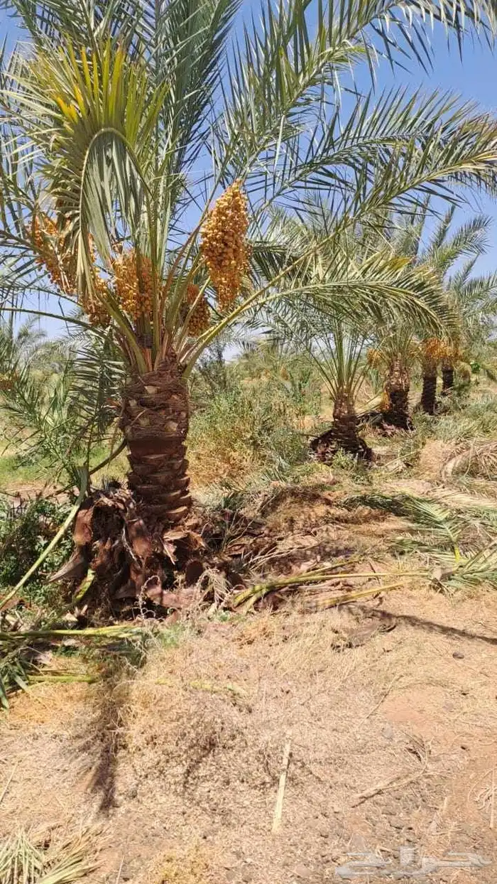 نخل القصيم مراد القصيم 4