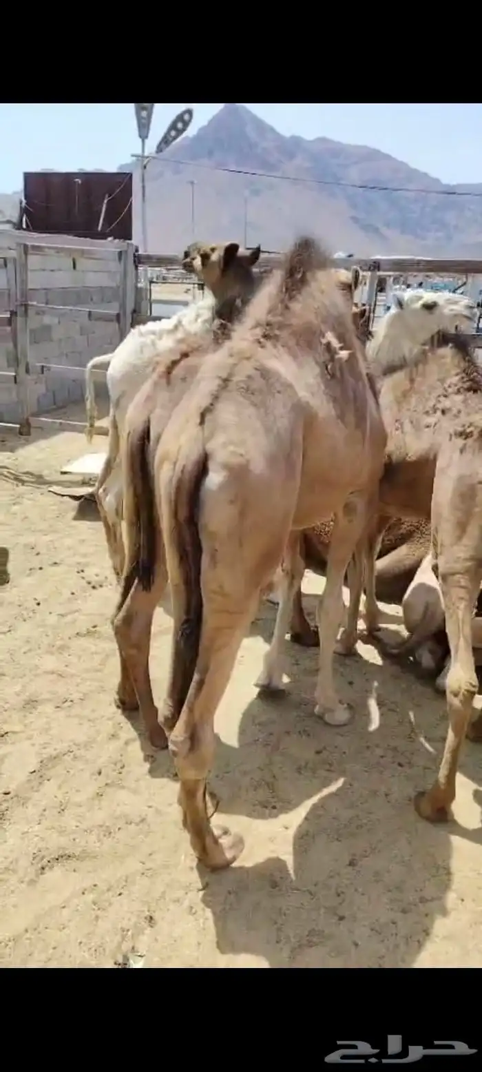 حشو لباني ومفاريد ( تم البيع ) 1