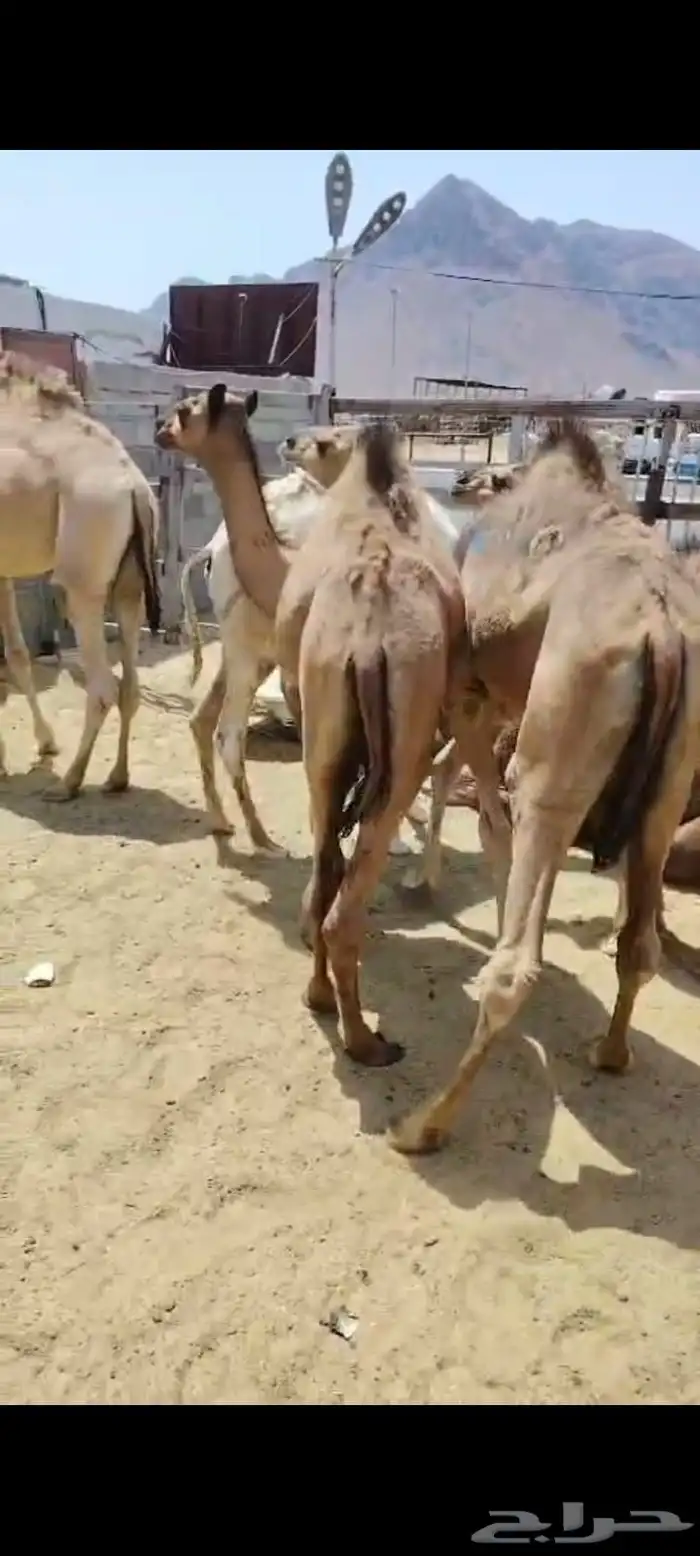 حشو لباني ومفاريد ( تم البيع ) 2
