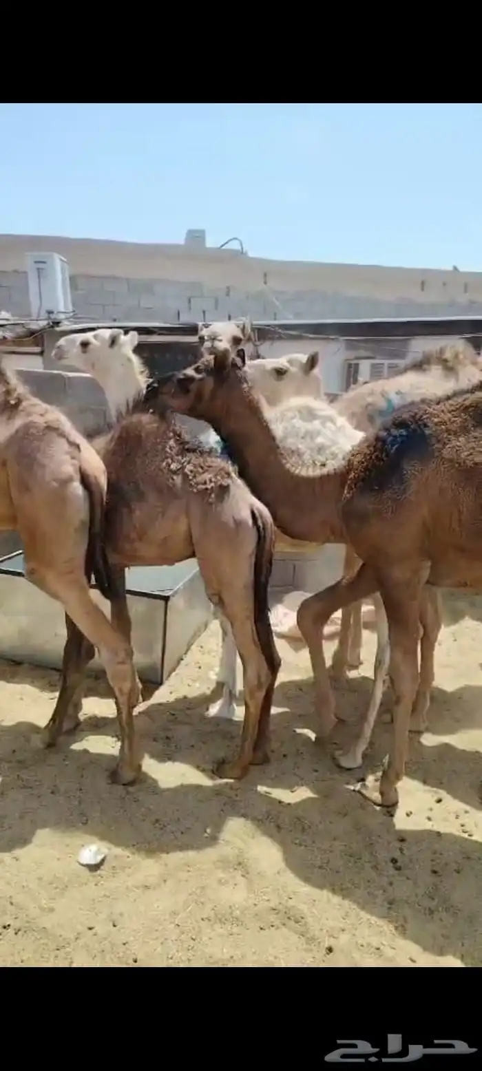 حشو لباني ومفاريد ( تم البيع ) 0