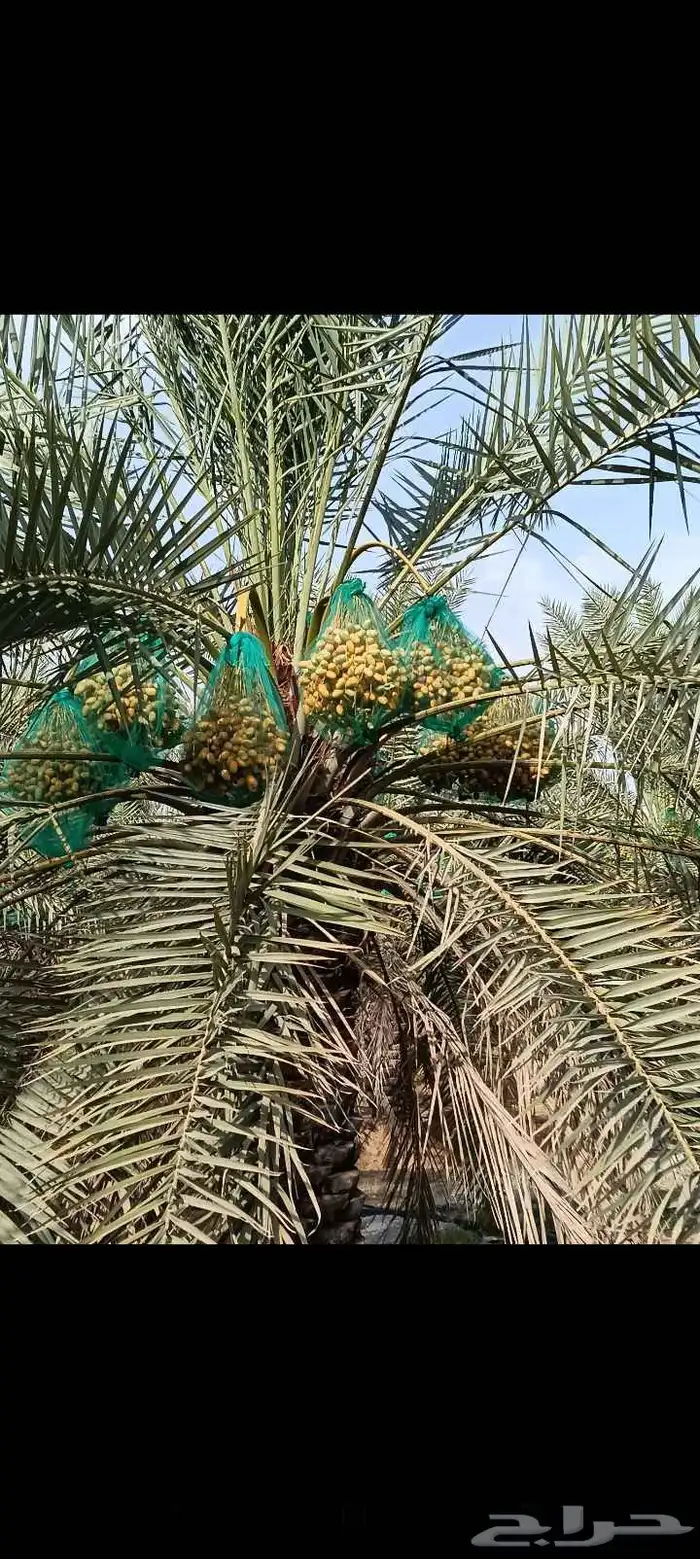 يوجد لدينا نخل خلاص للبيع 3