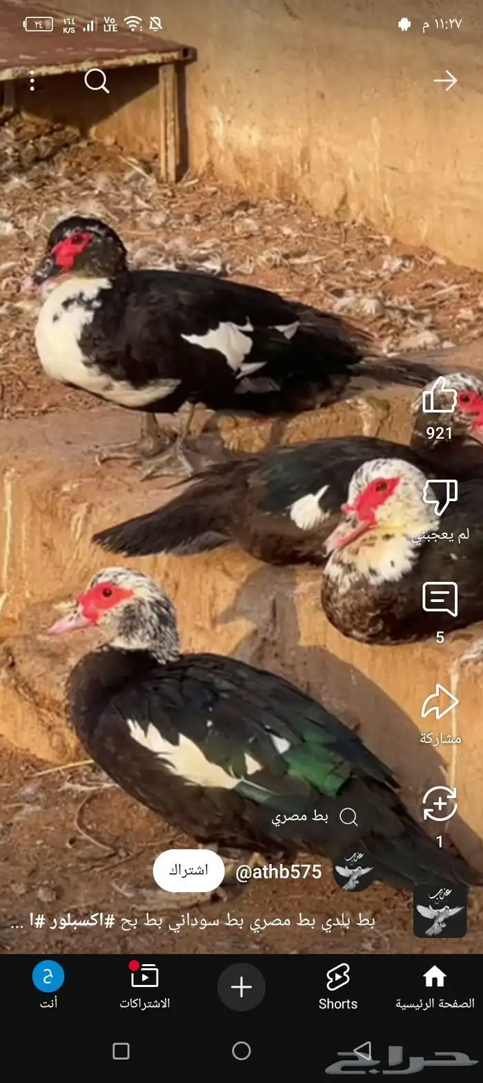 بط مصري للبيع 1