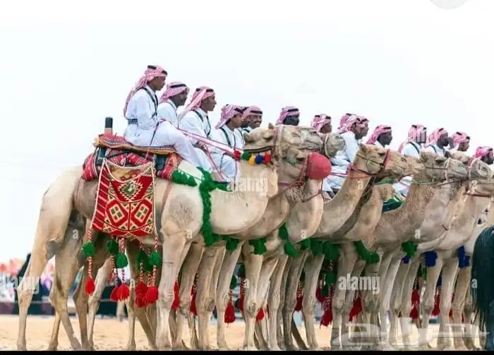 اجار جمال ورحول قلايص راكبي بعير 2