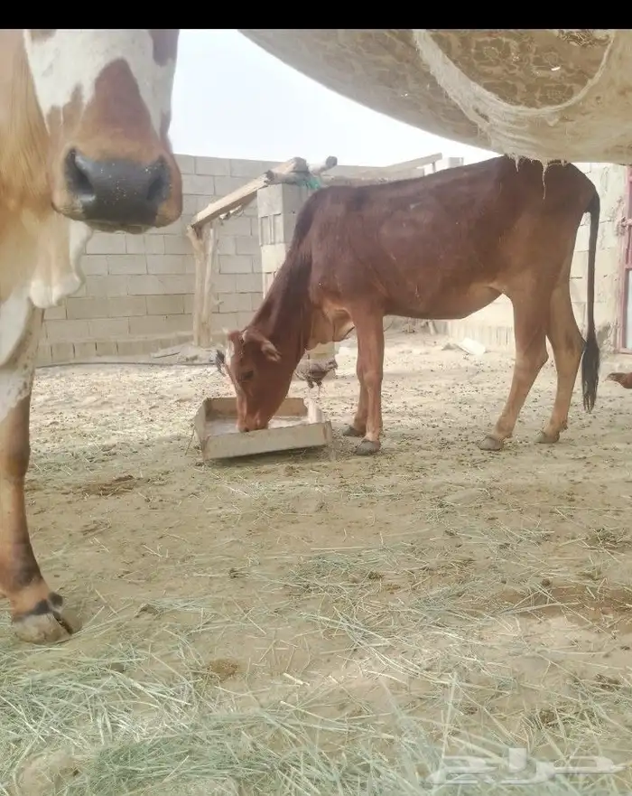 بقر للبيع 3