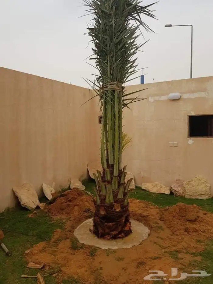 قلع وغرس وتوريد وتكريب النخيل 10