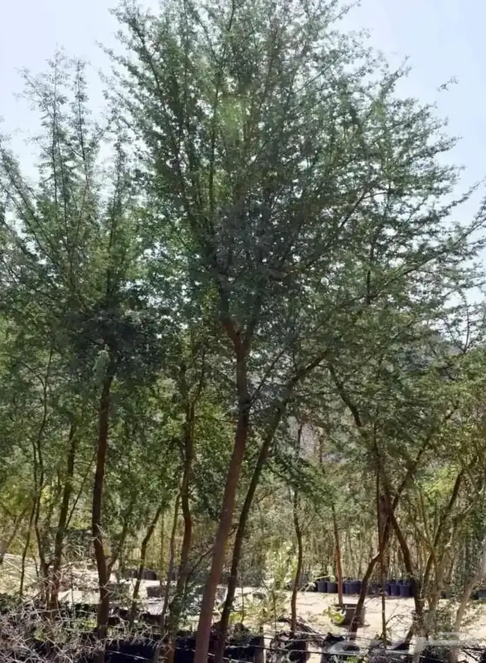 اشجار زينه 6