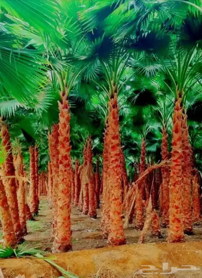 يوجد لدينا نخل واشنطني زينه امريكي ونخل عربي بكل المقاسات 2