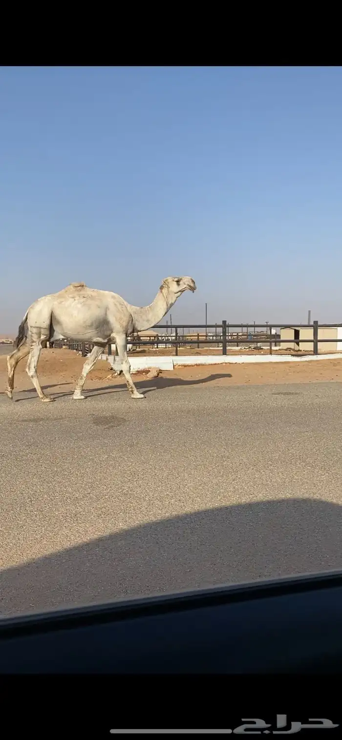 بعير باتلي ولد مشاكل 1