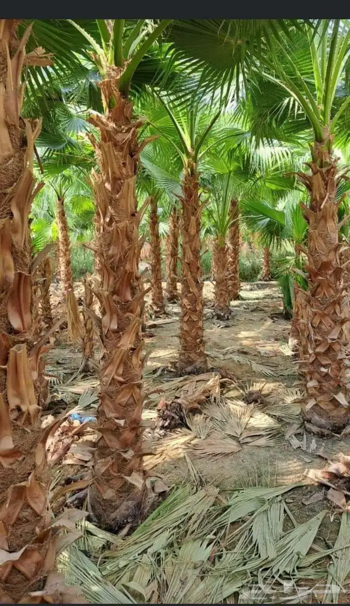 مشتل طريق الجبيل 2