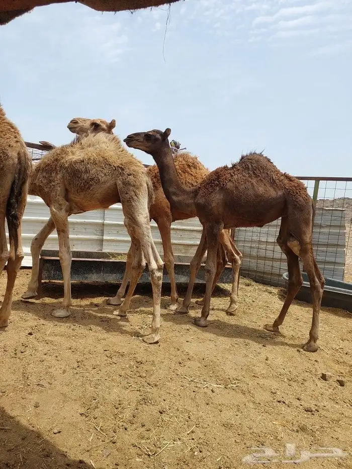 قعدان للبيع 7