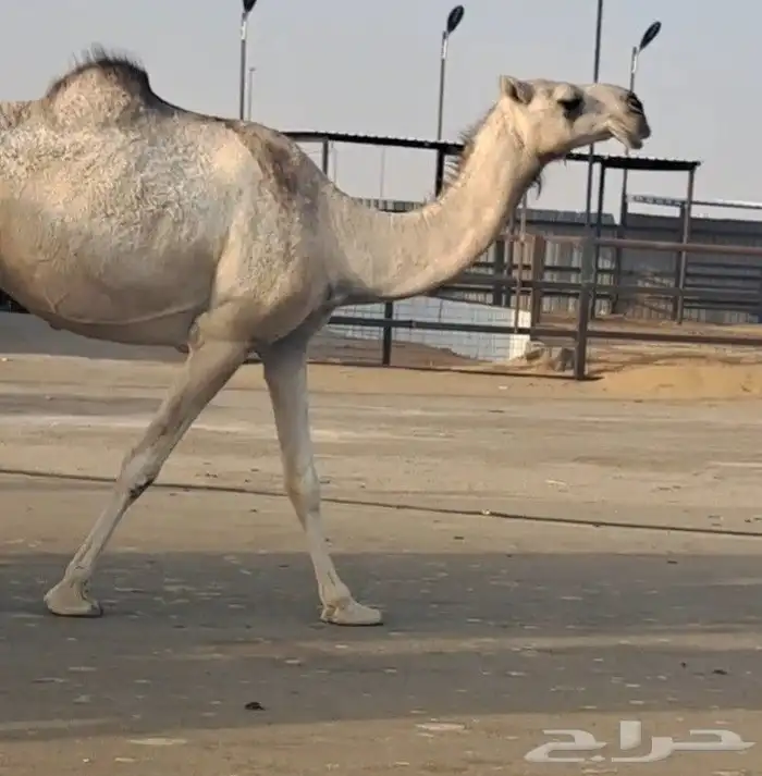 ثنية كفو على ولد فاهيان خفوت ميت ولدها شهر عشرة 0