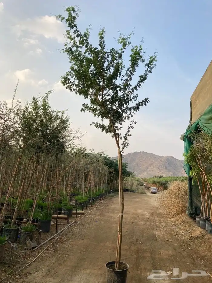 مشاتل الدمام بسعر الجمله 0