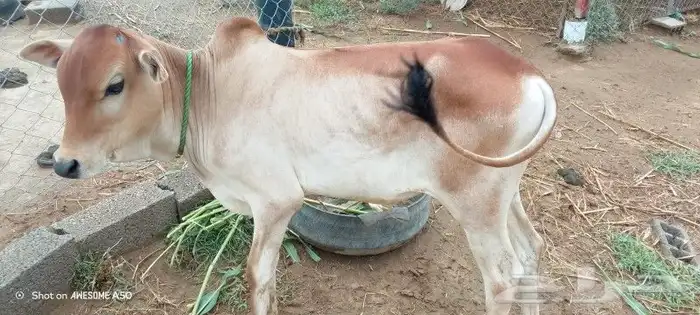 عجل بلدي 1