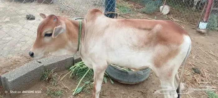 عجل بلدي 3