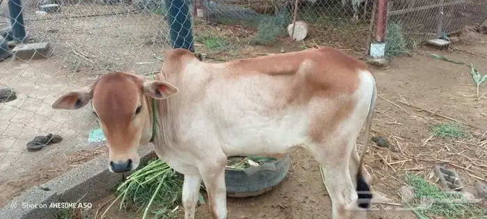 عجل بلدي 0