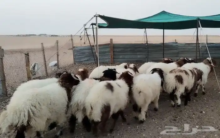 للبيع خرفان نعيم جذعان فاااخره 2