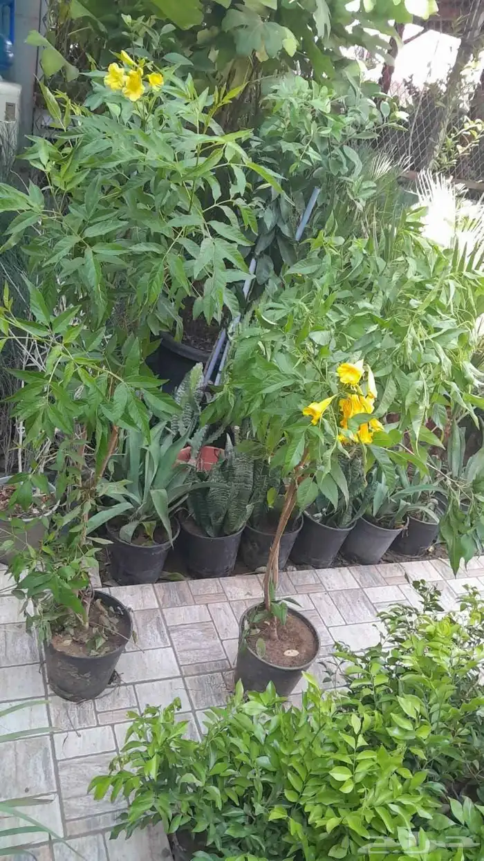 زرع طبيعي شبكه ري نجيله طبيعيه جميع الزيار الفواحه والاشجارc 8