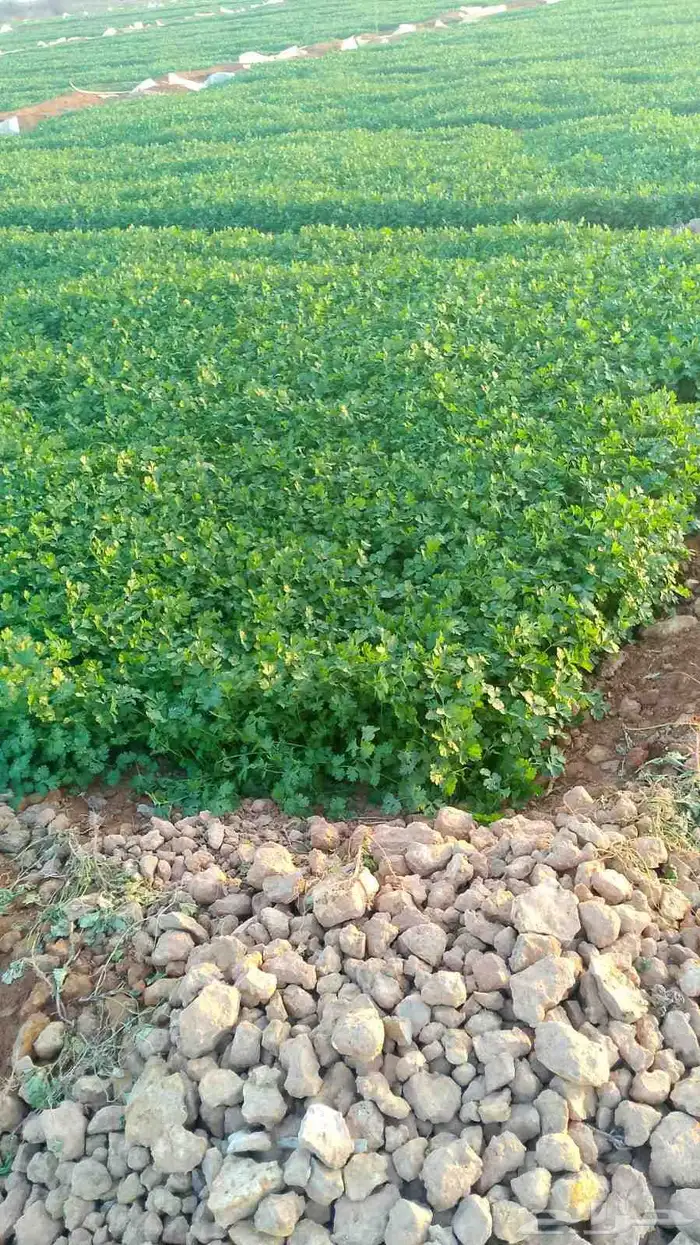 يوجد لدينا جميع انواع الورقيات للتوريد لجمله تواصل 6