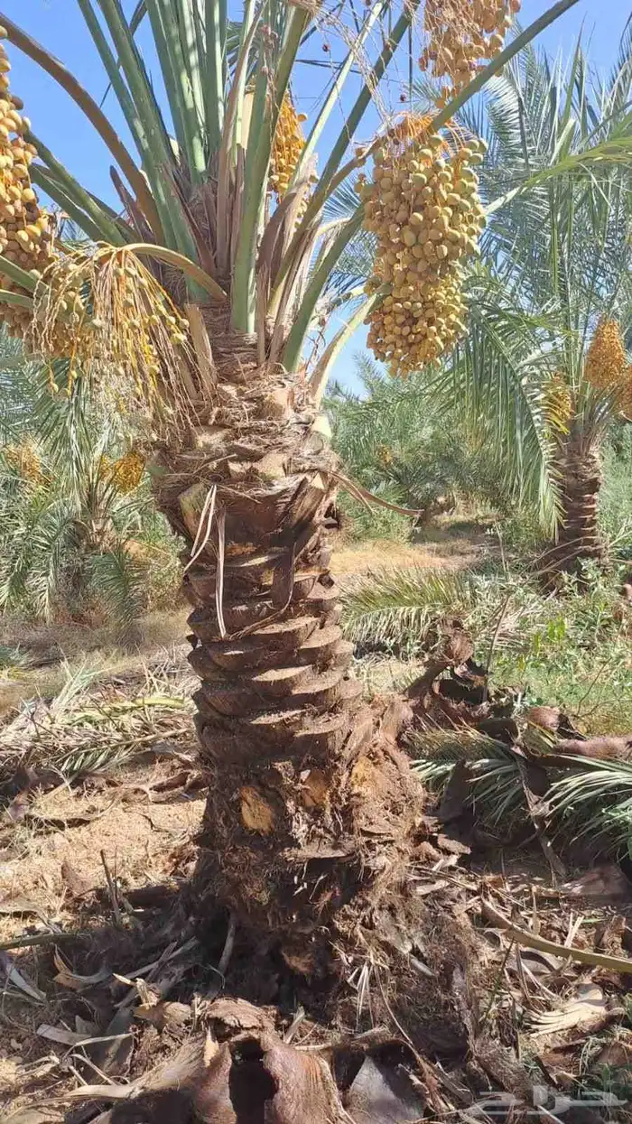 نخل القصيم مراد القصيم 5