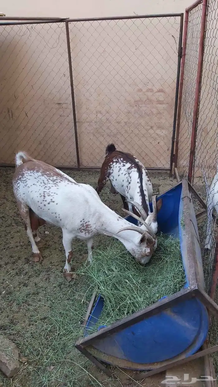 معزا جنوبيات للبيع الموقع البكيرية رقم الجوال 2