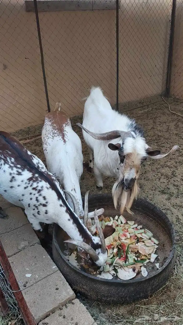 معزا جنوبيات للبيع الموقع البكيرية رقم الجوال 4