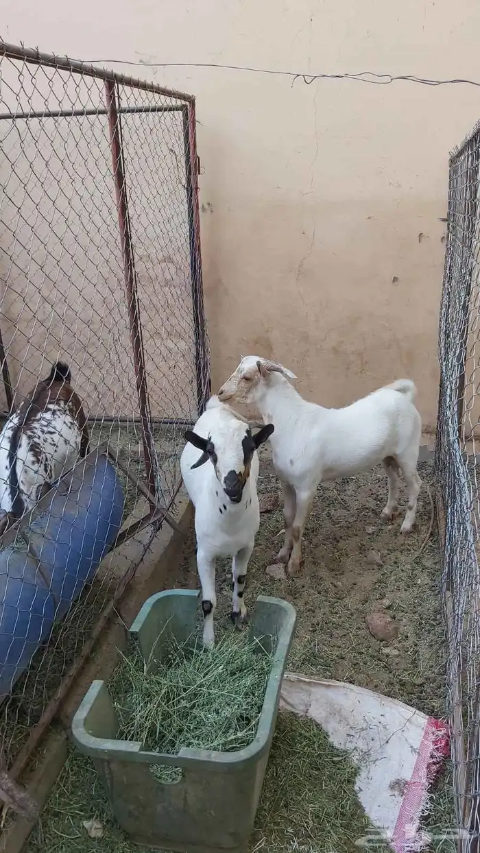 معزا جنوبيات للبيع الموقع البكيرية رقم الجوال 0