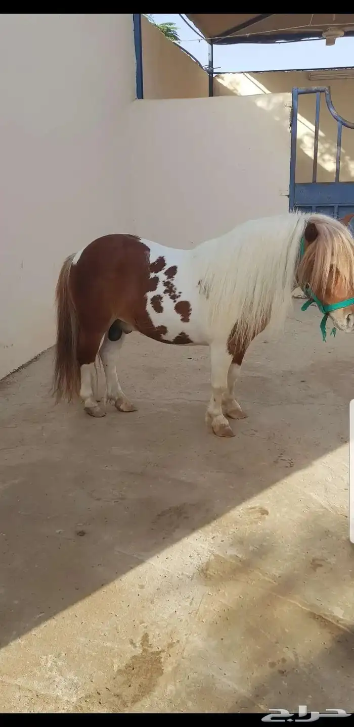 سيسي فحل قصير 1