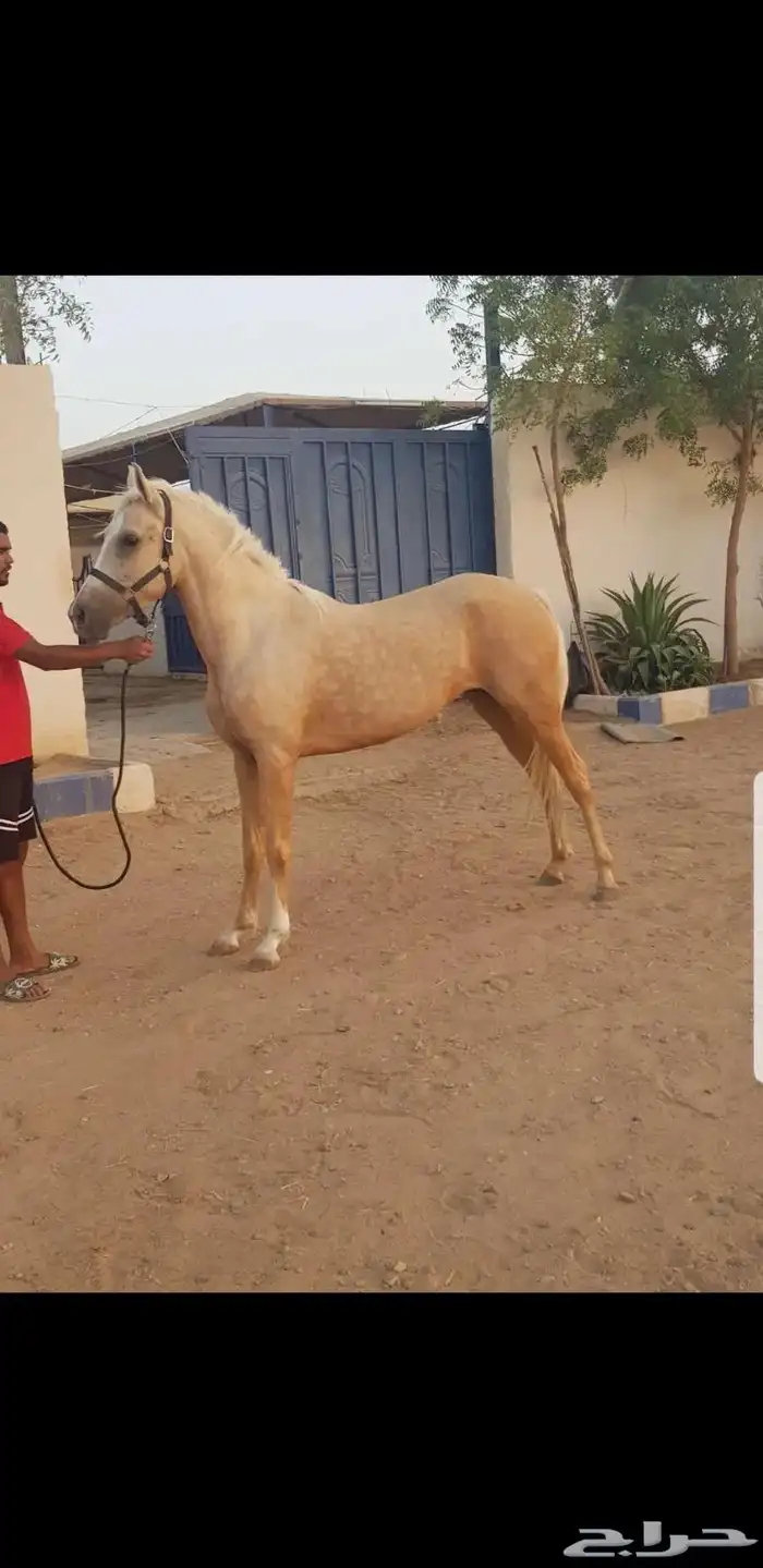 فرس بلامينو 7