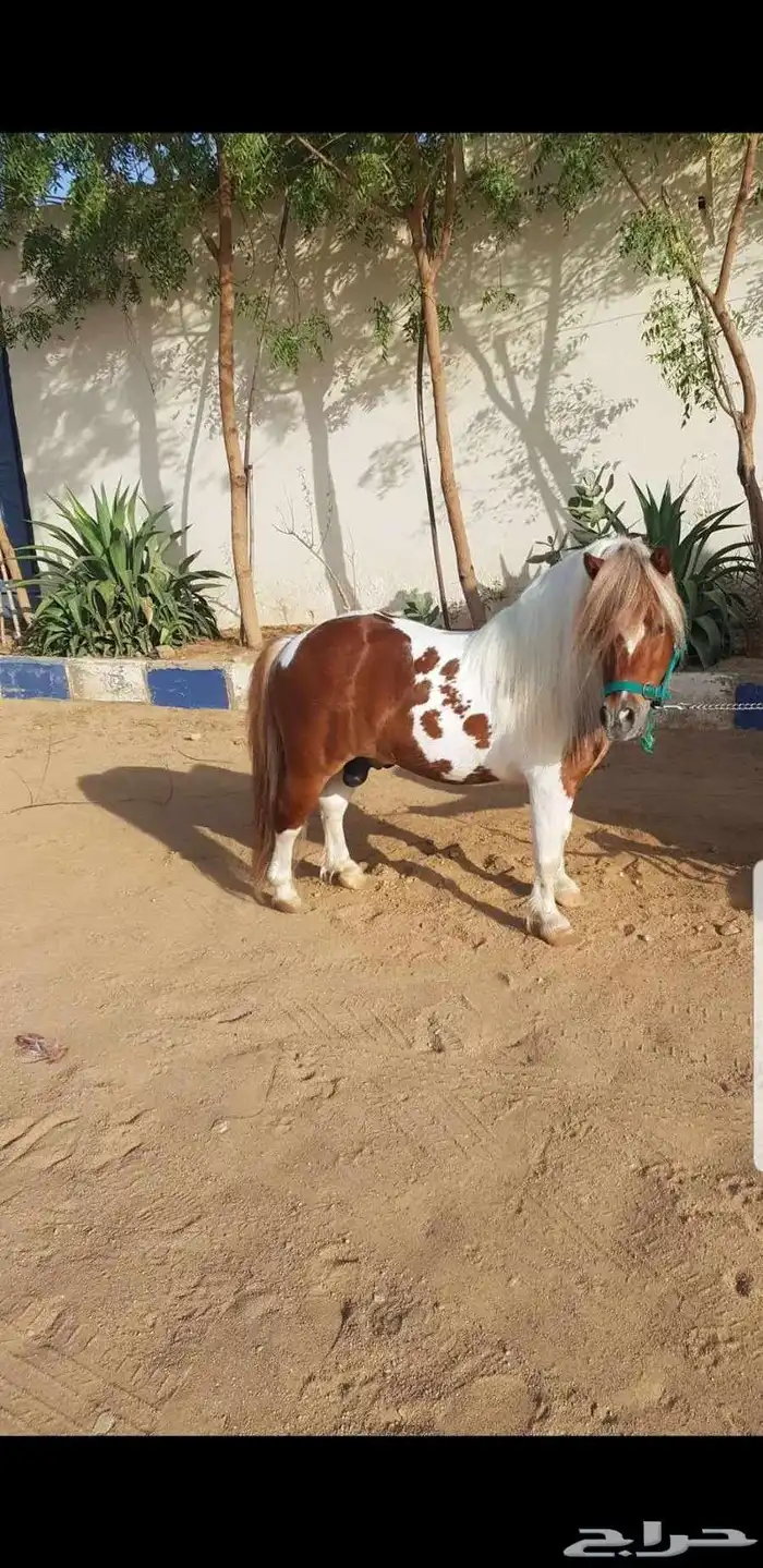 سيسي فحل قصير 3