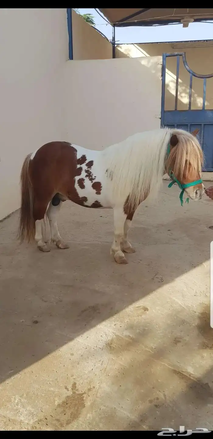 سيسي فحل قصير 6