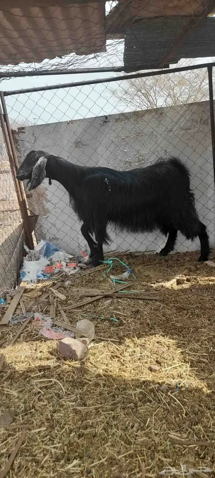 عنز حايل 2