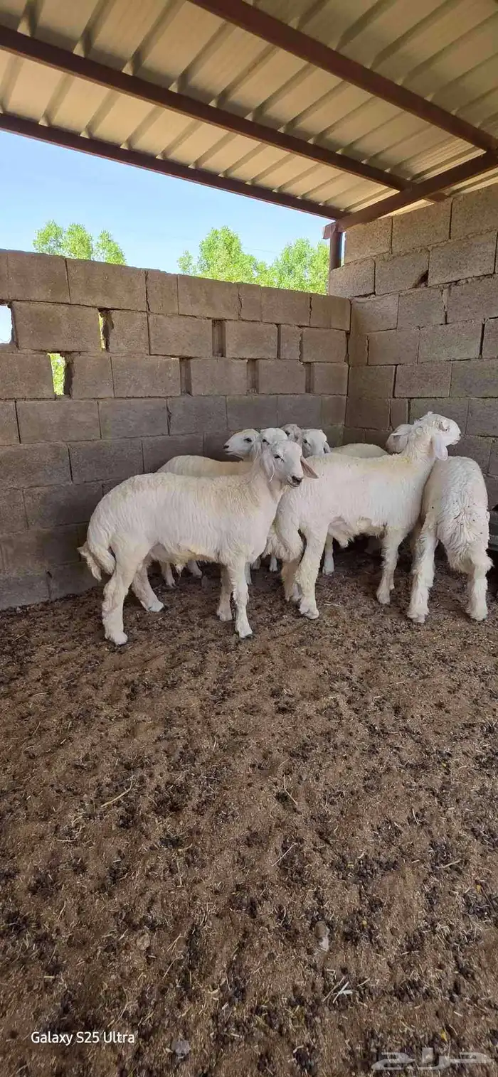 طليان ورخال 2