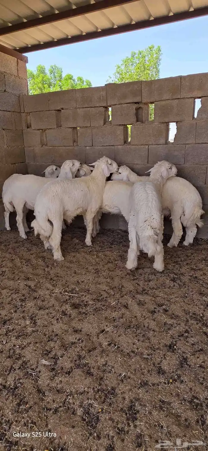طليان ورخال 0