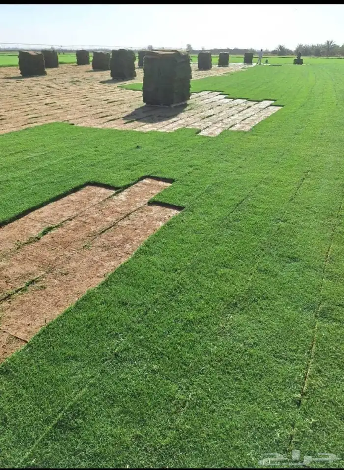 ثيل طبيعي درجة اولى C2000 7