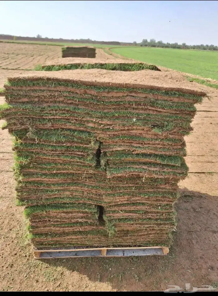 ثيل طبيعي درجة اولى C2000 6