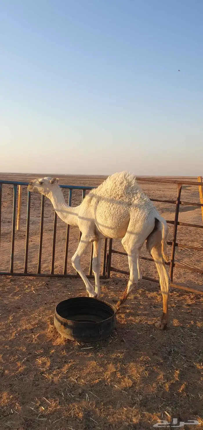 قعود للبيع على السوم العمر 5 شهور 4