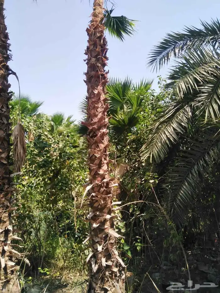 مشاتل الدمام بسعر الجمله 6