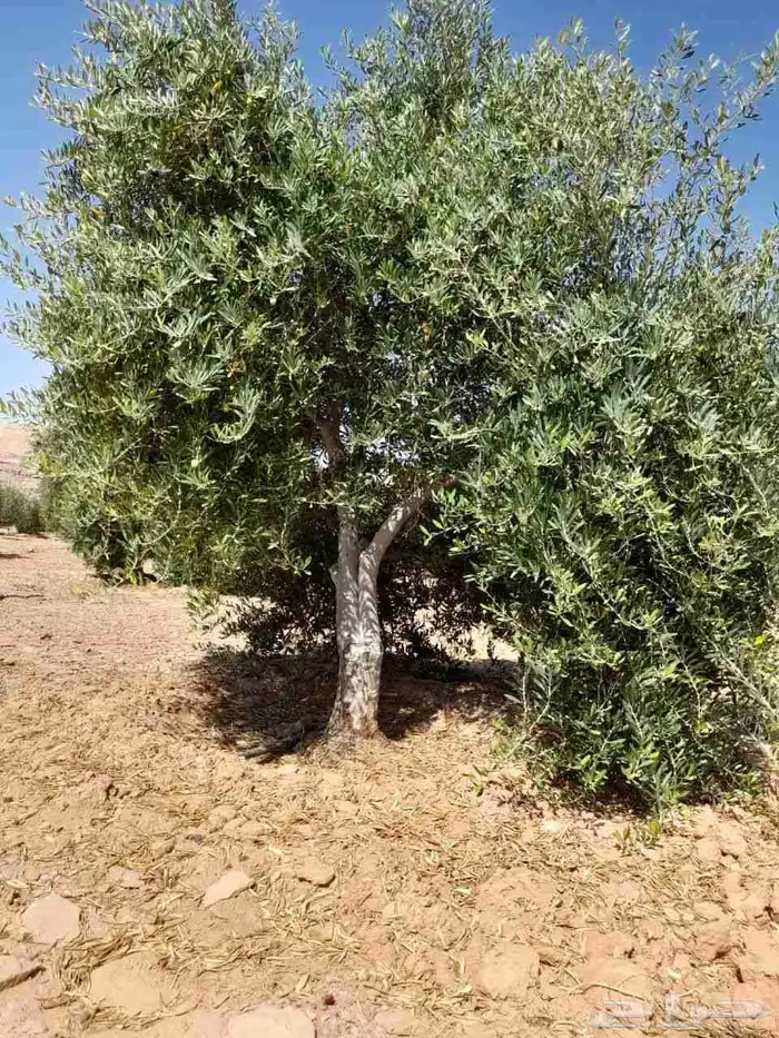 اشجار زيتون للبيع معمرة  وسط 9